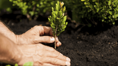 Sustainable Practices for Tree Care and Management