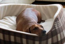 Comfort Meets Health in Stylish Orthopaedic Dog Beds