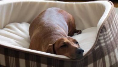 Comfort Meets Health in Stylish Orthopaedic Dog Beds
