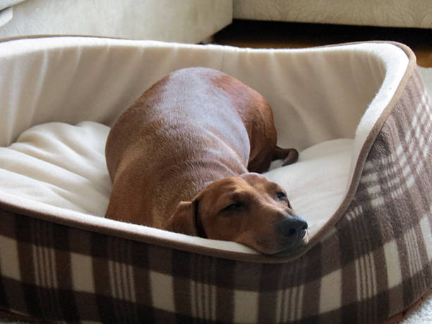 Comfort Meets Health in Stylish Orthopaedic Dog Beds